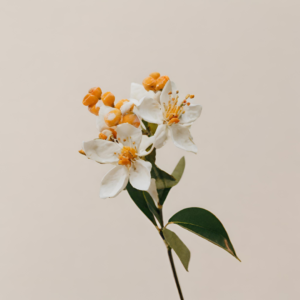 Fleur d'Oranger