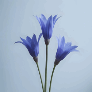 Fleur de lin